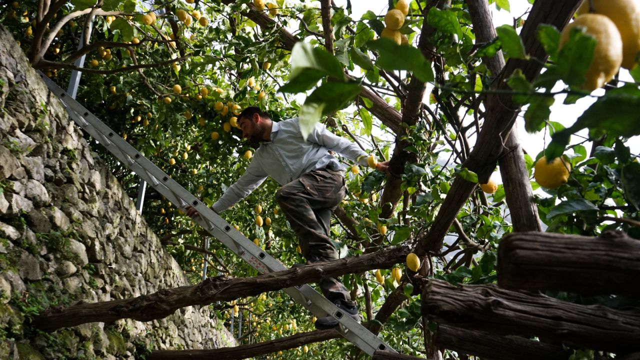<strong>Lemon tours: </strong>Salvatore Aceto, 57, created Lemon Tours, an agricultural tourism venture to increase awareness of the Sfusato and revitalize the traditions used to cultivate it.