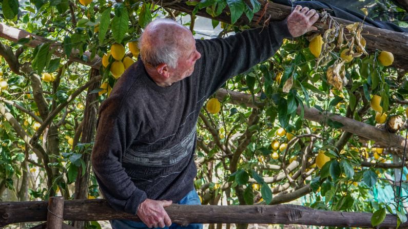 <strong>Ancient traditions: </strong>Gigino Aceto, 87 years old, defies both his age and gravity to tend to his Amalfi lemon crops. He's one of a dwindling number of farmers upholding traditional farming methods.