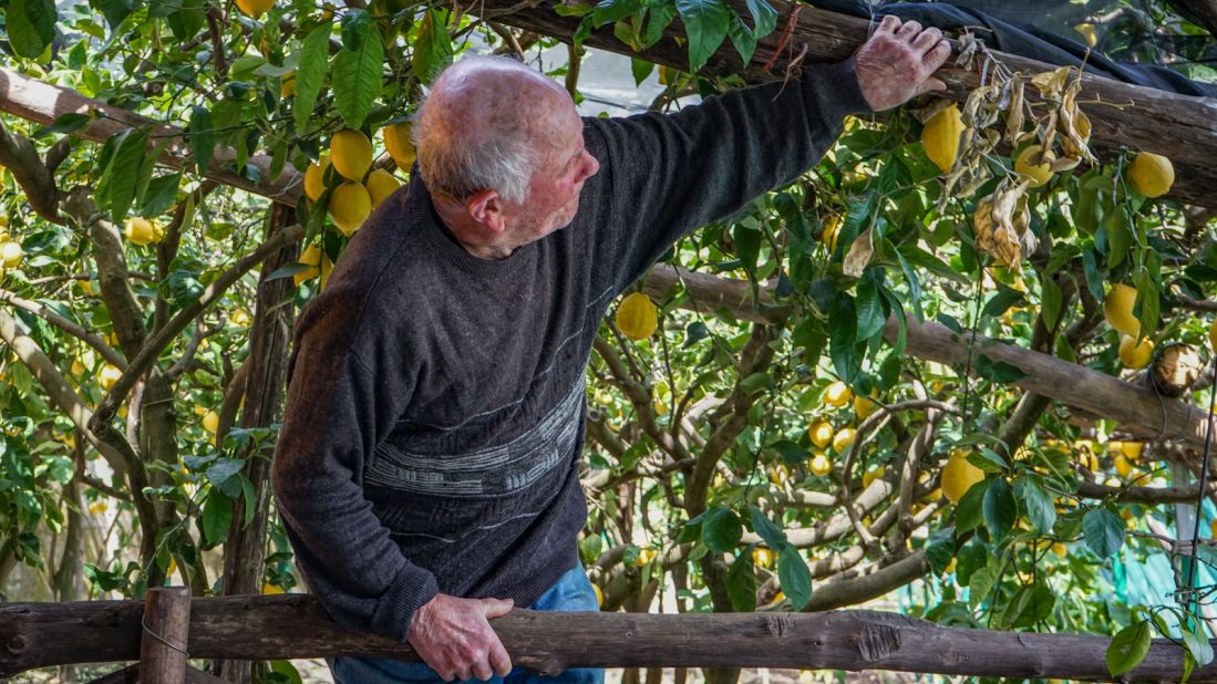 <strong>Ancient traditions: </strong>Gigino Aceto, 87 years old, defies both his age and gravity to tend to his Amalfi lemon crops. He's one of a dwindling number of farmers upholding traditional farming methods.