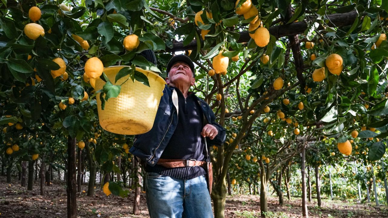 <strong>Love, life, lemons: </strong>Aceto says his life revolves all around lemons, even claiming he was conceived among the citrus trees. "In my parents' old days, the lack of space and intimacy meant that love was made outdoors, underneath the citrus trees," he says.