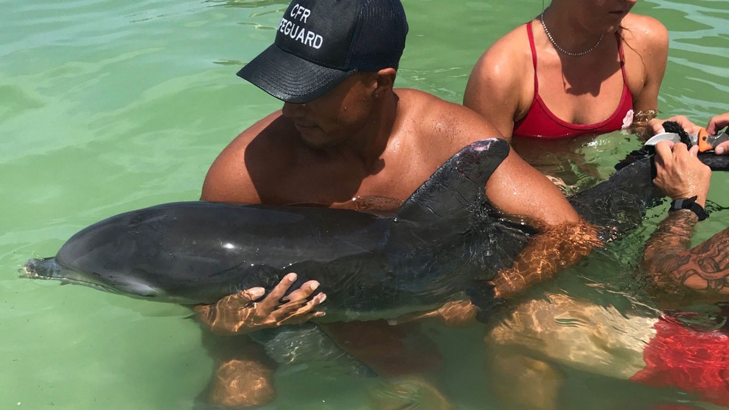 Lifeguards untangled the dolphin from a crab trap, officials said.