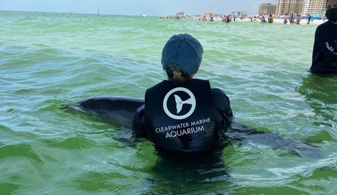 A rescue team attempted to reconnect the young dolphin with its mother.