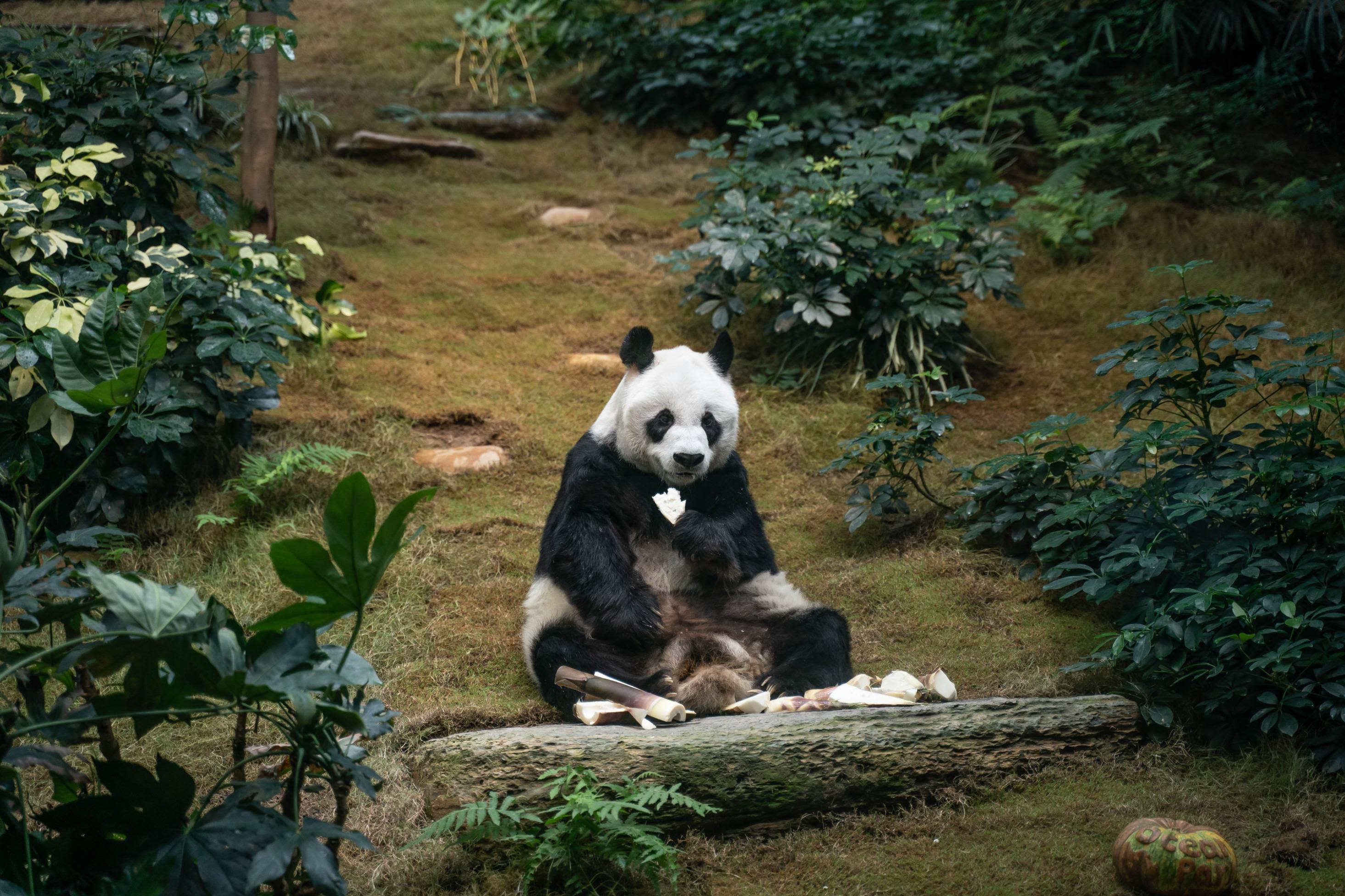 Panda male Panda male