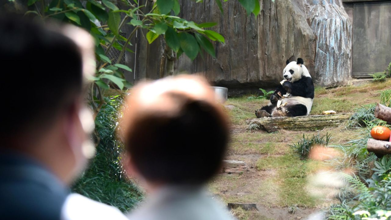 The world's oldest male giant panda under captivity, An An, was euthanized at 35 years old, equivalent of 105 years for humans.