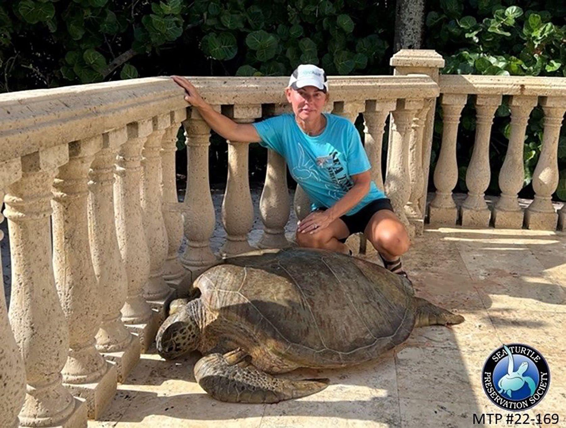 giant sea turtle