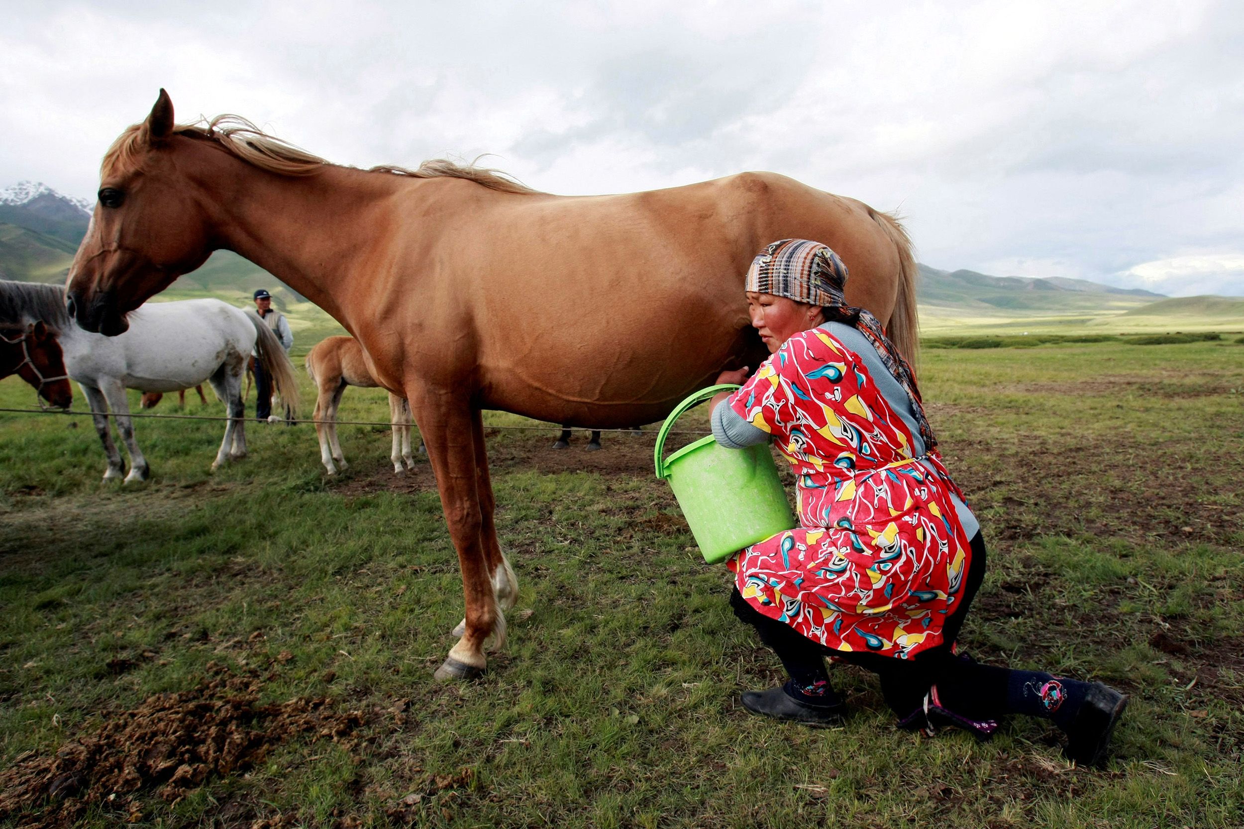 Airag Mongolian Traditional Fermented Mare's Milk