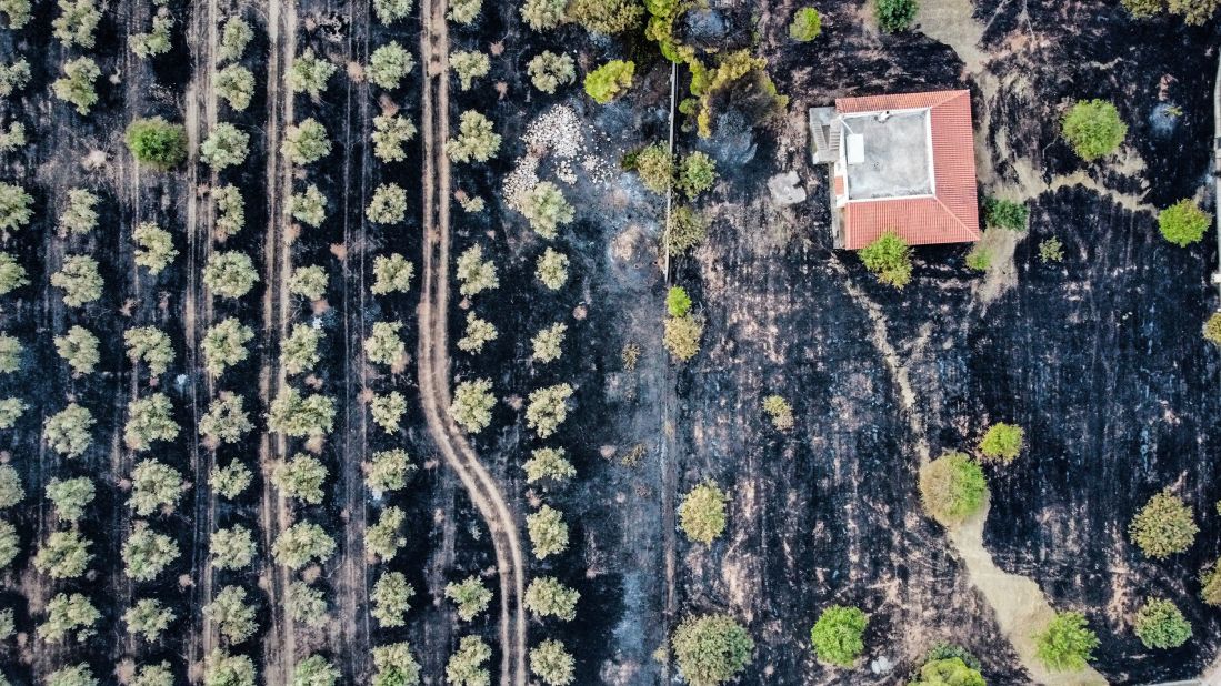 This aerial photo shows burnt olive trees and fields in Megara, Greece, on July 20.