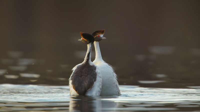 Dunks and head bobs Watch birds fascinating dating ritual