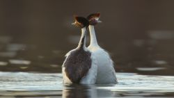 hooded grebes patagonia