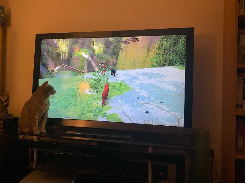 are cats that watch tv smarter