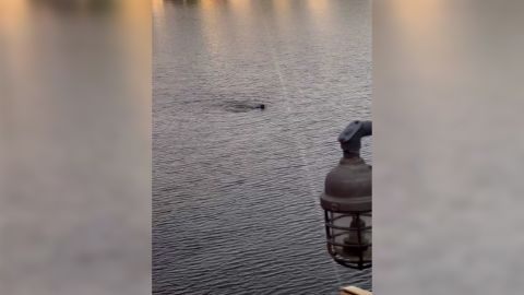 A person can be seen swimming to shore after jumping from the train and into the river.