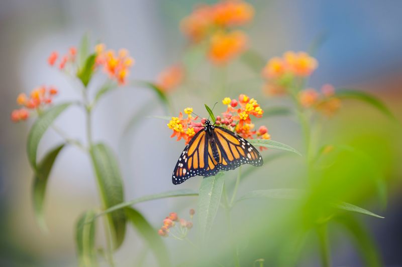 Endangered Monarch Butterflies: 'Everybody Has A Role To Play,' Expert ...