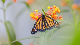 STUTTGART, GERMANY - MAY 13: Monarch butterfly in the research greenhouse of the University of Hohenheim. The ability of insects to adapt to toxins in food plants is researched in the Phytotechnikum on May 13, 2022 in Stuttgart, Germany.