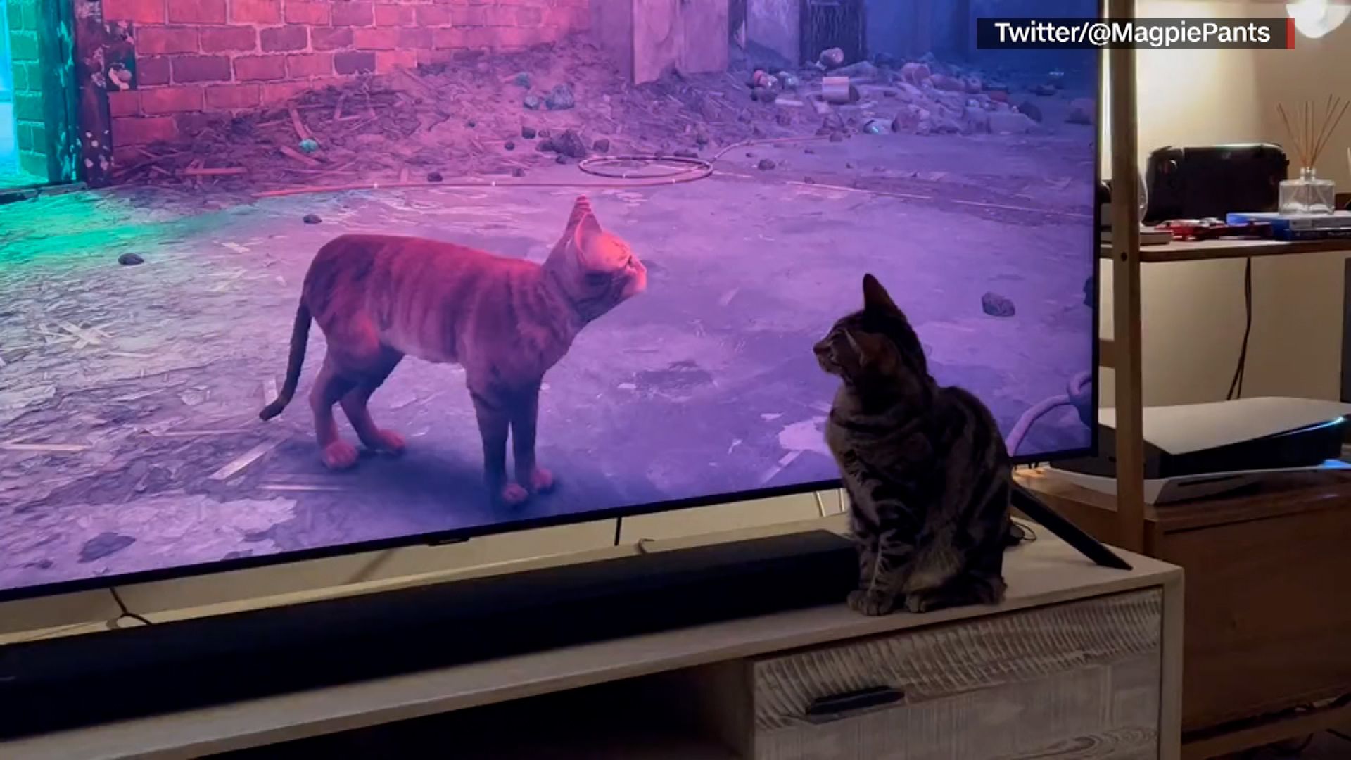 We played 'Stray,' everyone's favorite new cat-centric video game