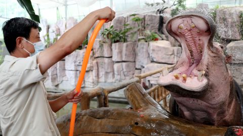 A staff member feeds watermelon to a hippopotamus in Qingdao Forest Wildlife World, Shandong Province, July 19, 2022.
