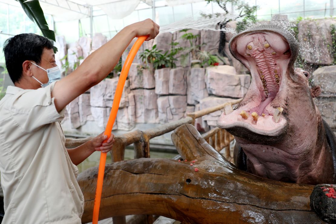 A staff member feeds watermelon to a hippopotamus in Qingdao Forest Wildlife World, Shandong Province, July 19, 2022.