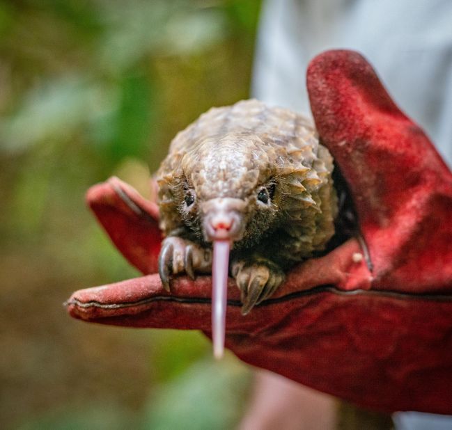 This is a pangolin -- the only mammal on Earth covered with scales, and also believed to be the most trafficked mammal in the world. 