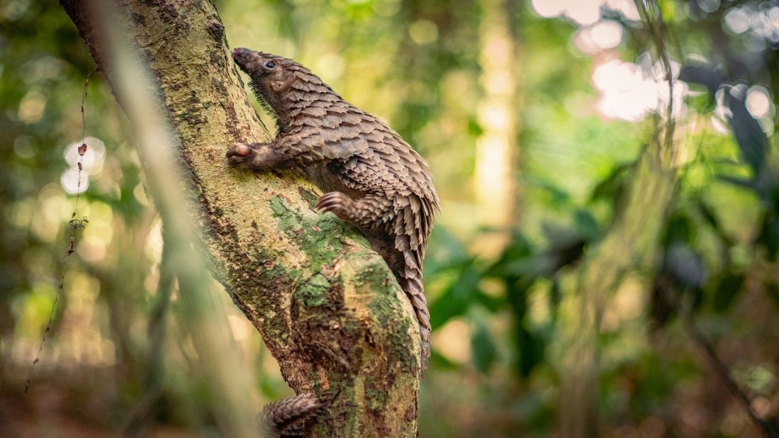 Liberia, in West Africa, is home to three of the world's eight pangolin species. All eight are endangered, often hunted for their meat, or for their scales, which are used in traditional Chinese medicine. 