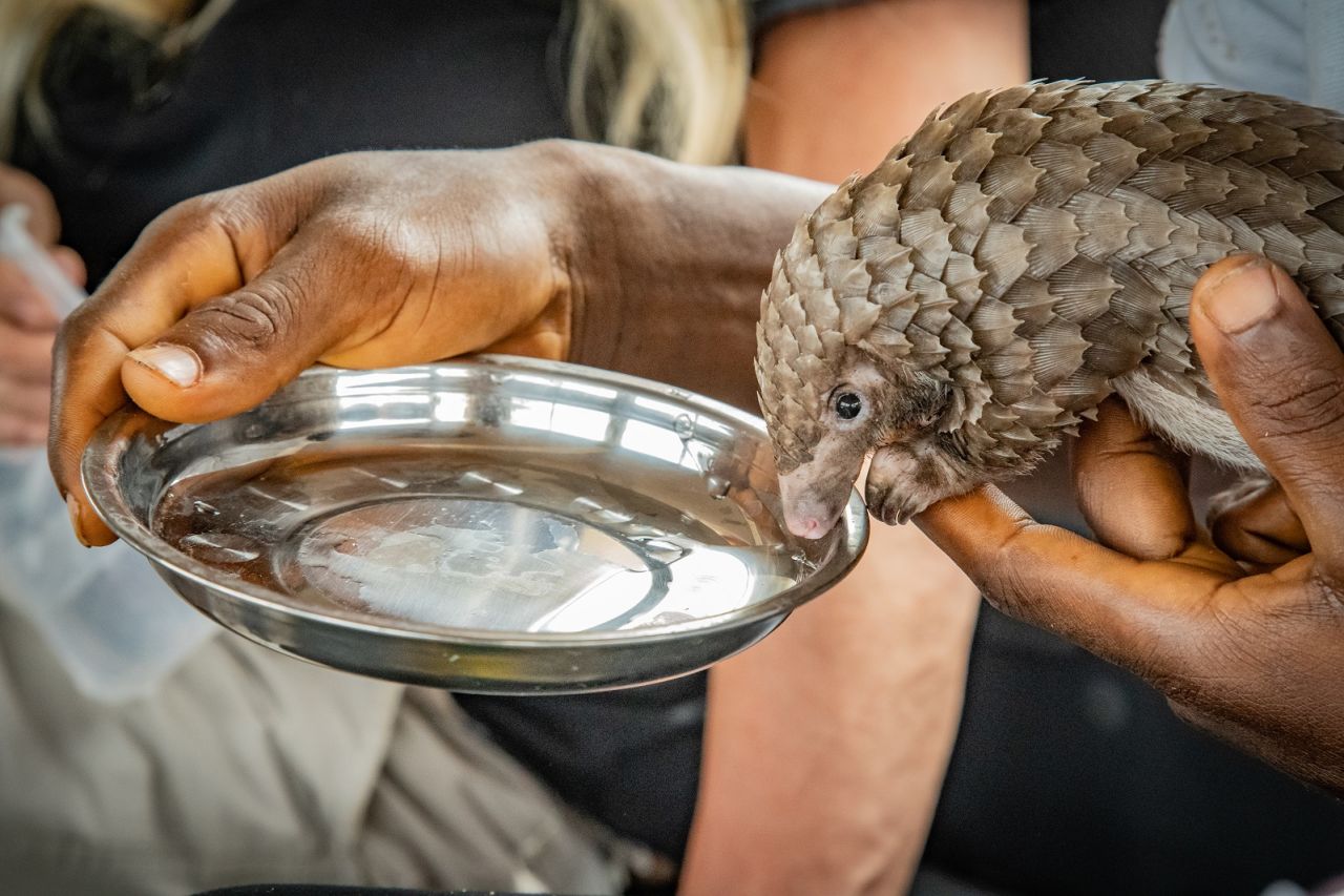 The hope is to rehabilitate and ultimately release the pangolins back to the forest.