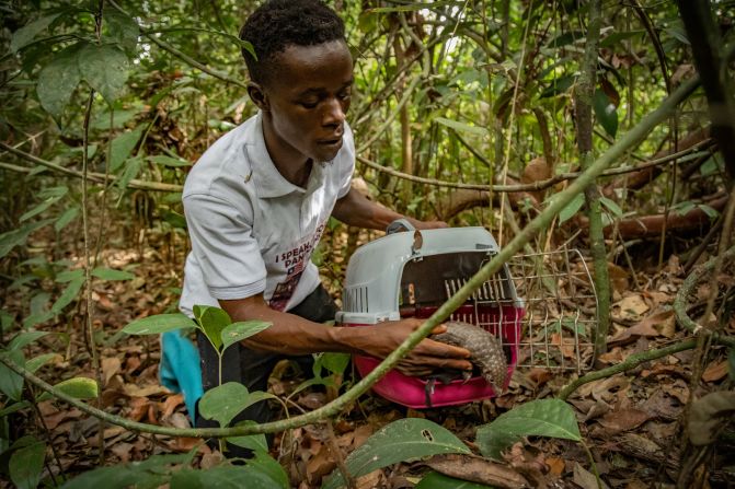 Lead caregiver Juty Deh Jr. has looked after every pangolin that has arrived at the sanctuary and helps with every release. He says the moment of truth is when he opens the cage and the pangolin decides if it is ready to step into the wild. 