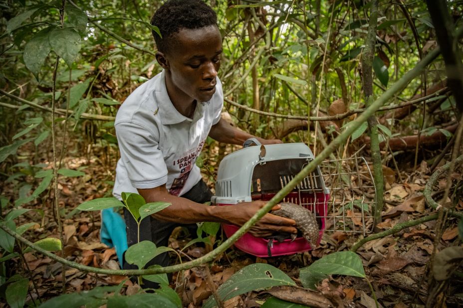 Lead caregiver Juty Deh Jr. has looked after every pangolin that has arrived at the sanctuary and helps with every release. He says the moment of truth is when he opens the cage and the pangolin decides if it is ready to step into the wild. 