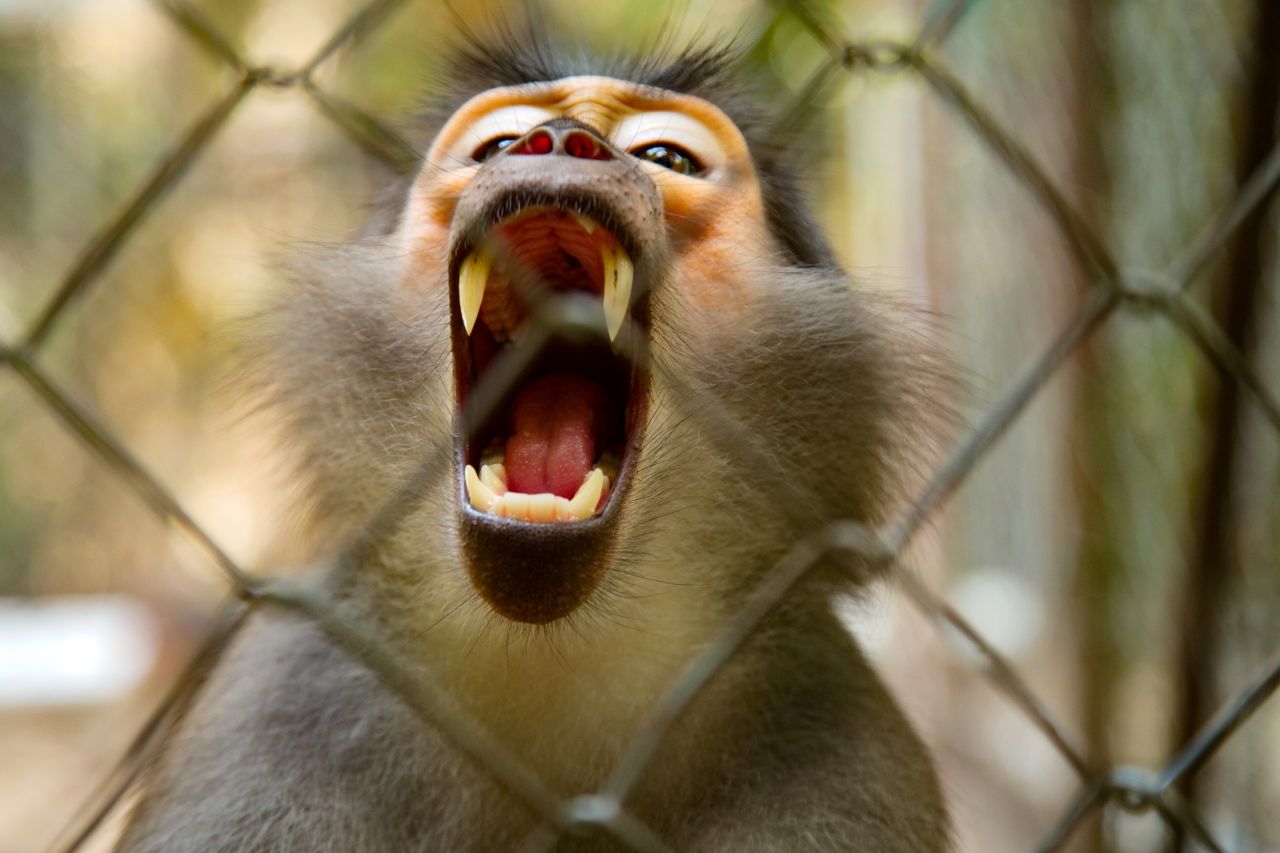 Returning monkeys to the wild is challenging, as they must be released in a social group and then monitored for a year. 