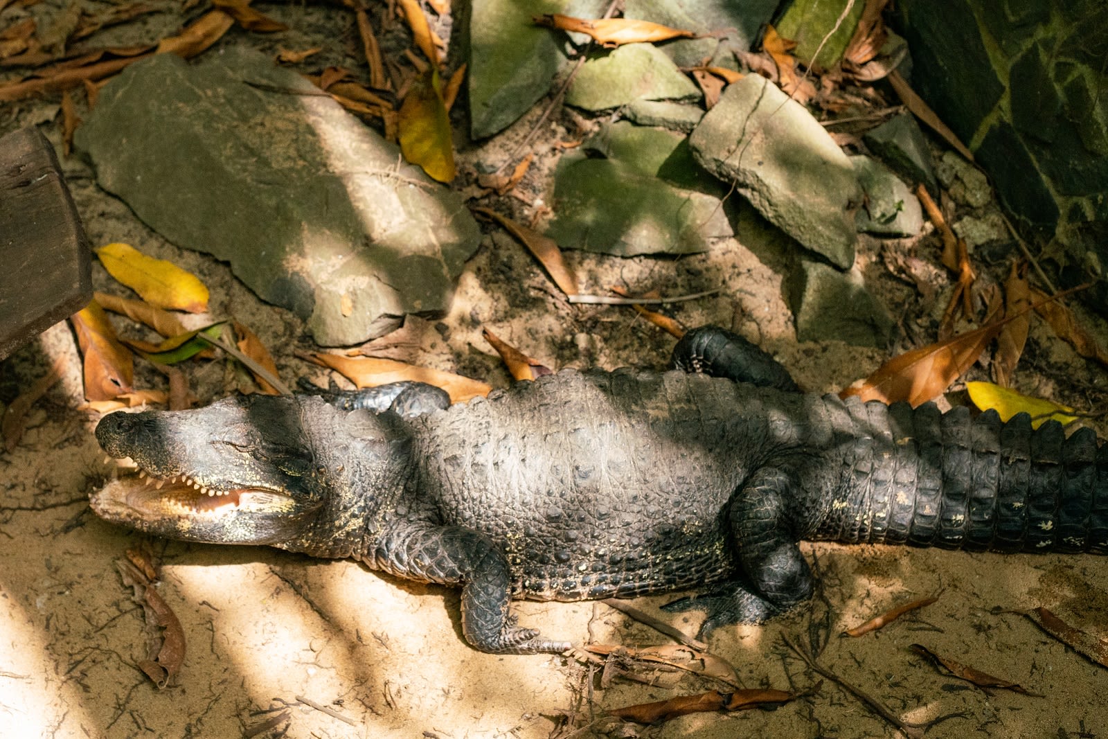 Santuário na Libéria resgata pangolins, mamíferos mais traficados do mundo