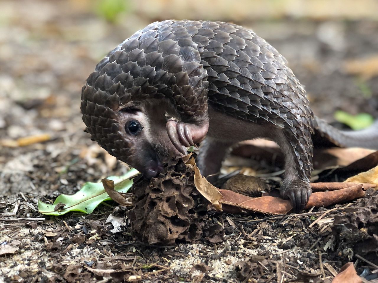 Pangolins eat only ants and termites, and in Liberia they are known as "ants bears." 