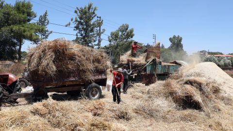 Workers feed harvested wheat into a threshing machine and load it onto a tractor trailer on a farm in Nabatieh, Lebanon on July 13.