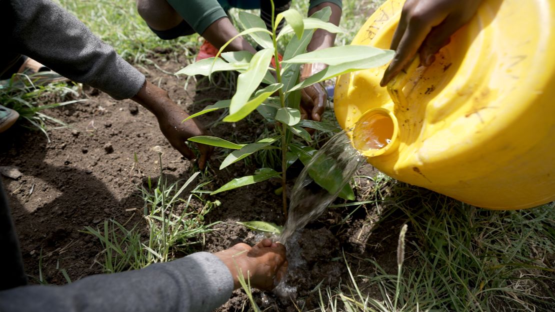 Members of Trees4Goals water a newly planted sapling.