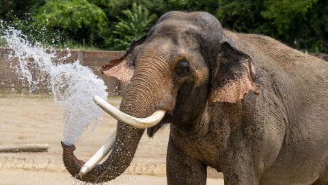 Hank the Asian elephant cools down in water at the Columbus Zoo and Aquarium in Ohio.