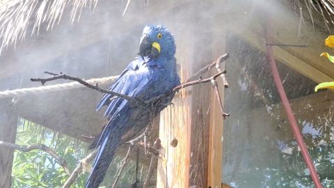 A macaw is misted with water at the Roger Williams Park Zoo, seen in this still shot from a file video.