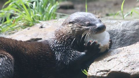 A river otter eats a ice block with fish at the Roger Williams Park Zoo in Providence, Rhode Island, seen in this still shot from a file video. 