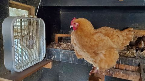 Here, a chicken on the couple's farm sanctuary is seen cooling down.