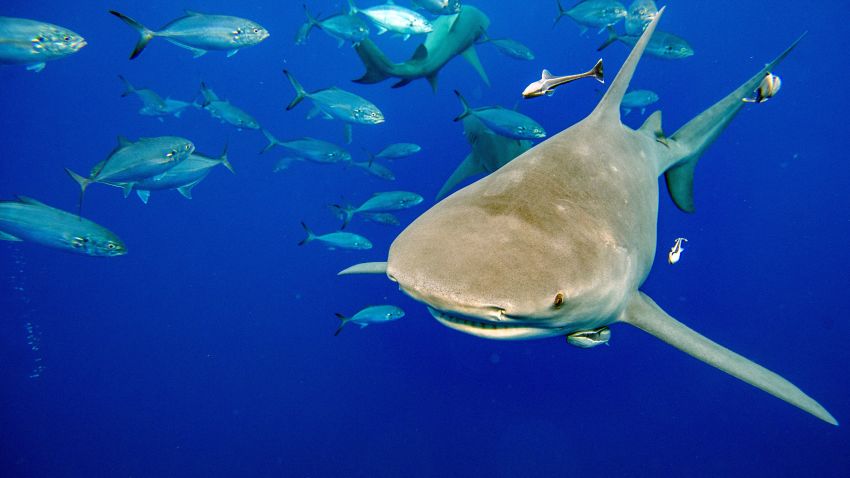 A lemon shark swims towards a group of divers and a bait box surround, followed by fish looking to get a bite of the sharks food, during a shark dive off of Jupiter, Florida on February 11, 2022. - Florida Shark Diving takes shark fans and ocean lovers out to see sharks up close, with or without a cage, on a regular basis, helping fund the growing shark tourism industry and getting people more familiar with feared marine life. (Photo by Joseph Prezioso / AFP) (Photo by JOSEPH PREZIOSO/AFP via Getty Images)