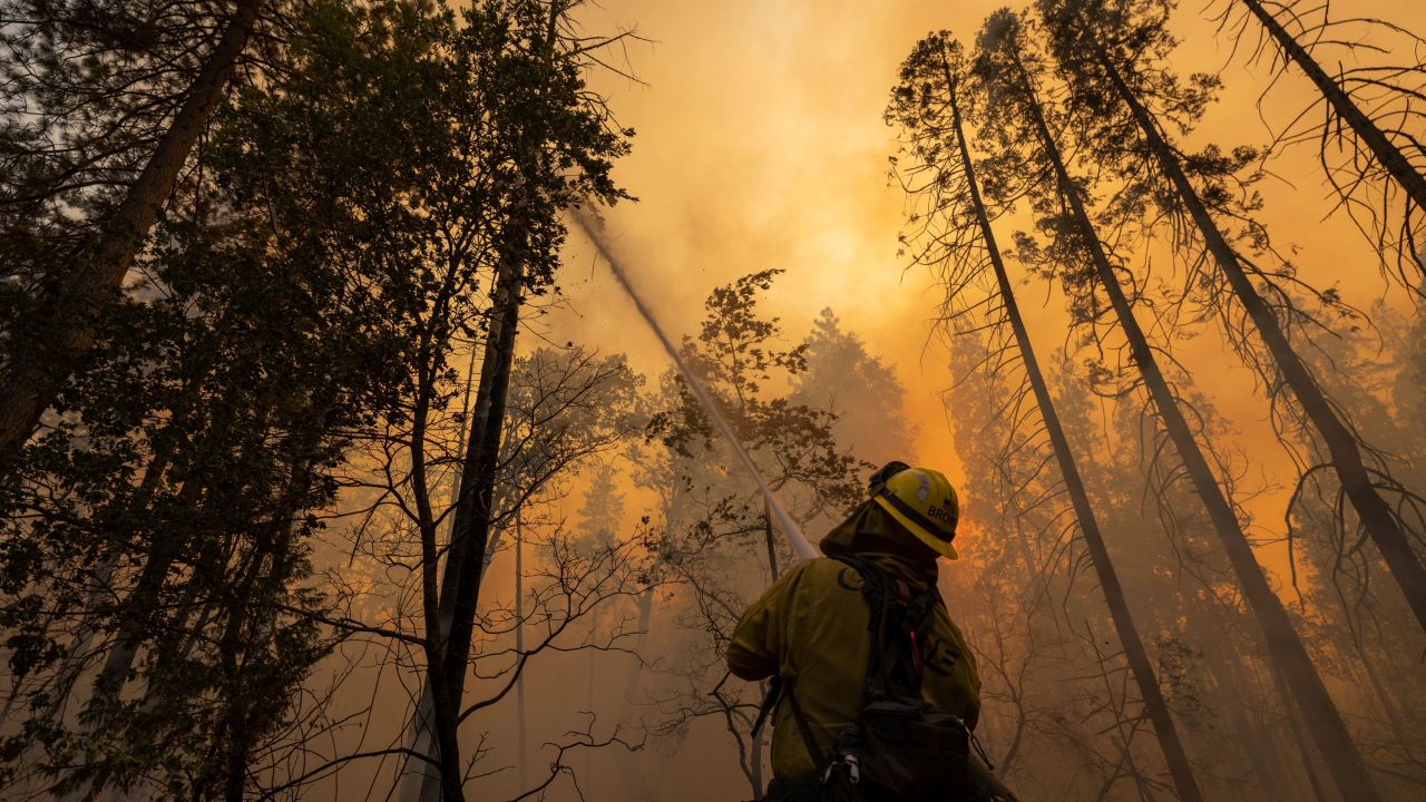 A firefighter cools a burning tree at the Oak Fire near Midpines, northeast of Mariposa, California, Saturday.