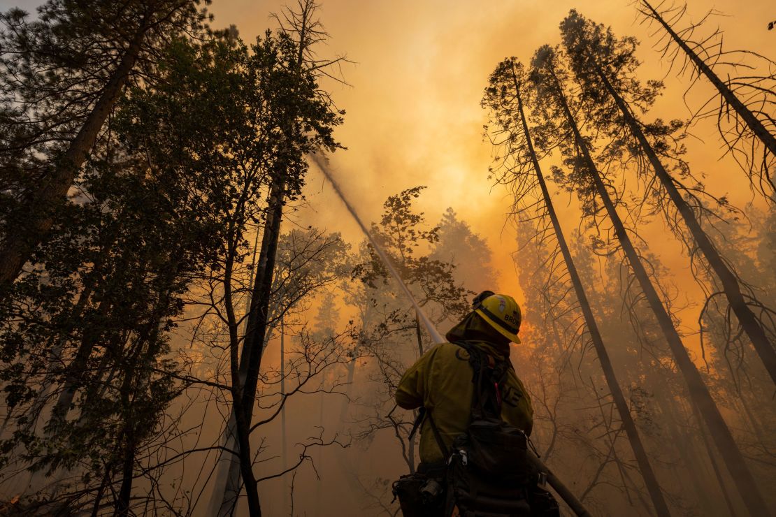 A firefighter cools a burning tree at the Oak Fire near Midpines, northeast of Mariposa, California, Saturday.
