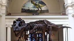 Sue, one of the largest, most extensive and best-preserved Tyrannosaurus rex specimens ever found, is displayed as part of the permanent collection at the Field Museum of Natural History in Chicago, Illinois Tuesday, April 1, 2014. 
