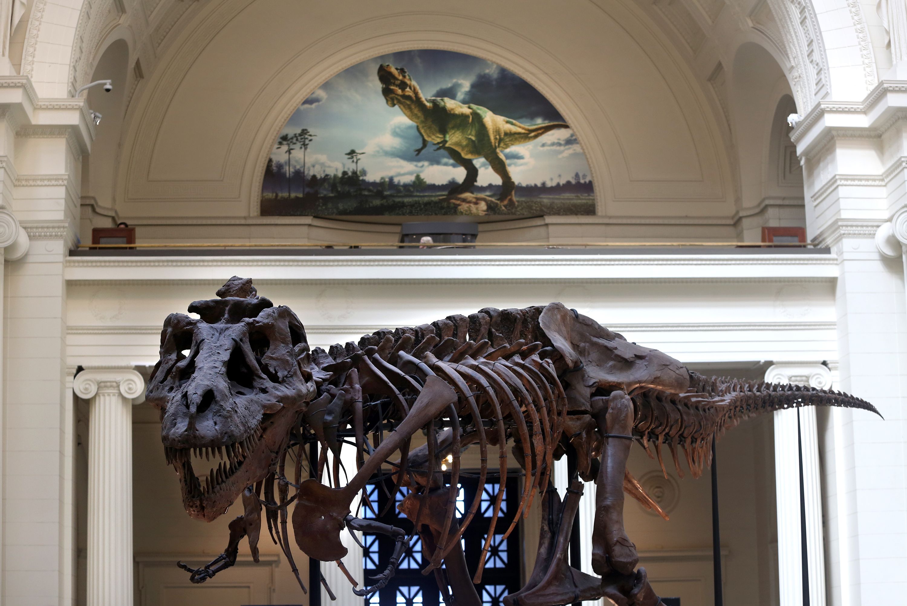 T. rex exhibit features terrifying beast with a feathery mullet