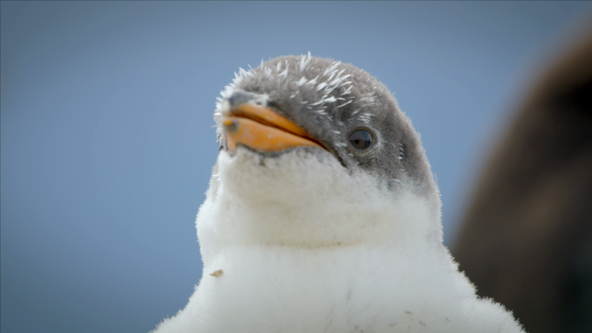 patagonia far south penguin colony origseriesfilms_00002308.png
