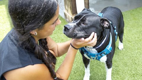 Old Friends Senior Dog Sanctuary in Tennessee is paying more for the food and veterinary care it provides to more than 500 dogs.