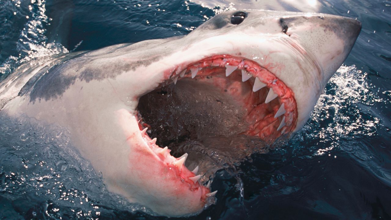 A great white shark surfaces off the coast of Victoria, Australia. If you're being attacked and fighting back, try to avoid the dangerous mouth and go for the gills behind the mouth near the pectoral fins.