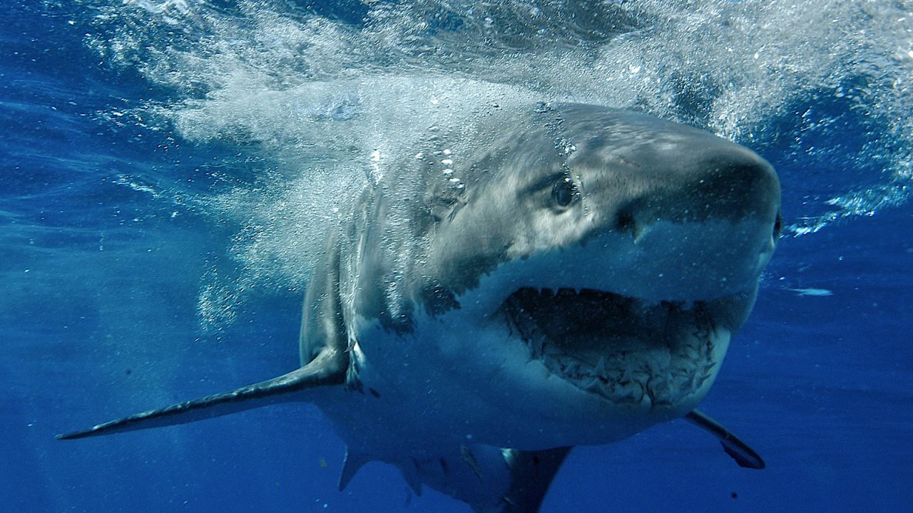 A great white shark swims off Guadalupe Island in  Baja California, Mexico. It hosts one of the most prolific populations of great white sharks in the world.