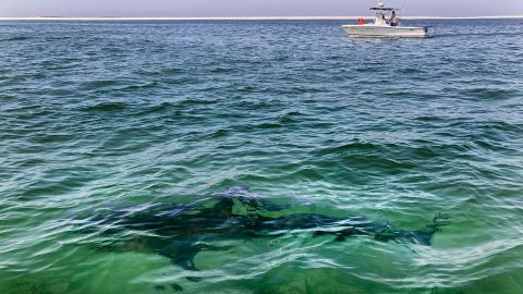 A white shark swims across a sand bar off the coast of Cape Cod, Massachusetts, in August 2021. 