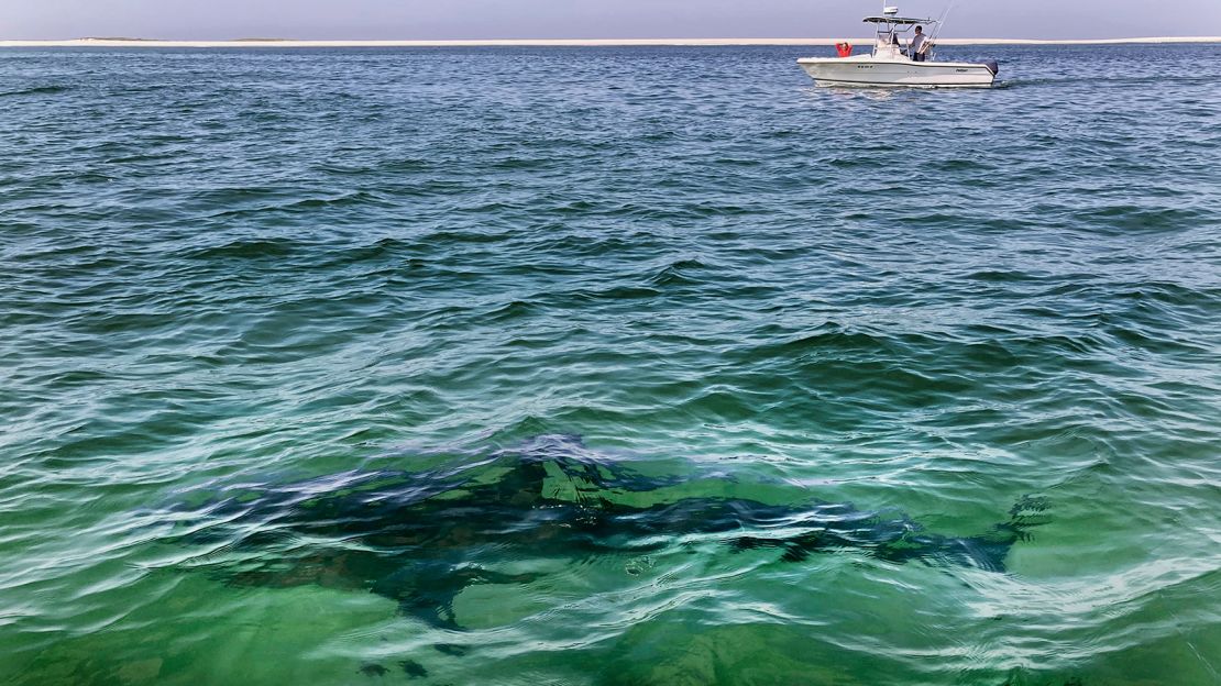 A white shark swims across a sand bar off the coast of Cape Cod, Massachusetts, in August 2021. 