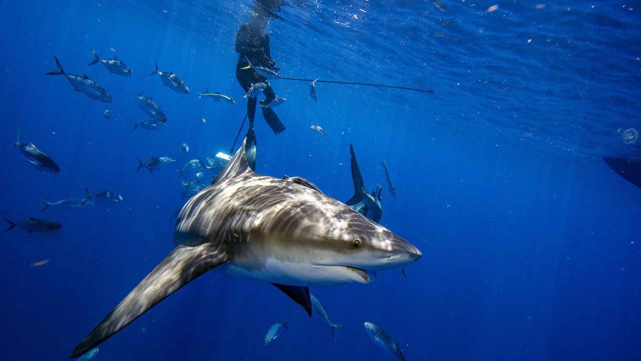 A bull shark gets up close to inspect divers during an ecotourism shark dive off of Jupiter, Florida, on May 5, 2022.