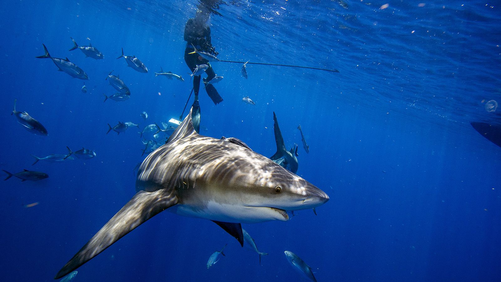 shark bites man in half