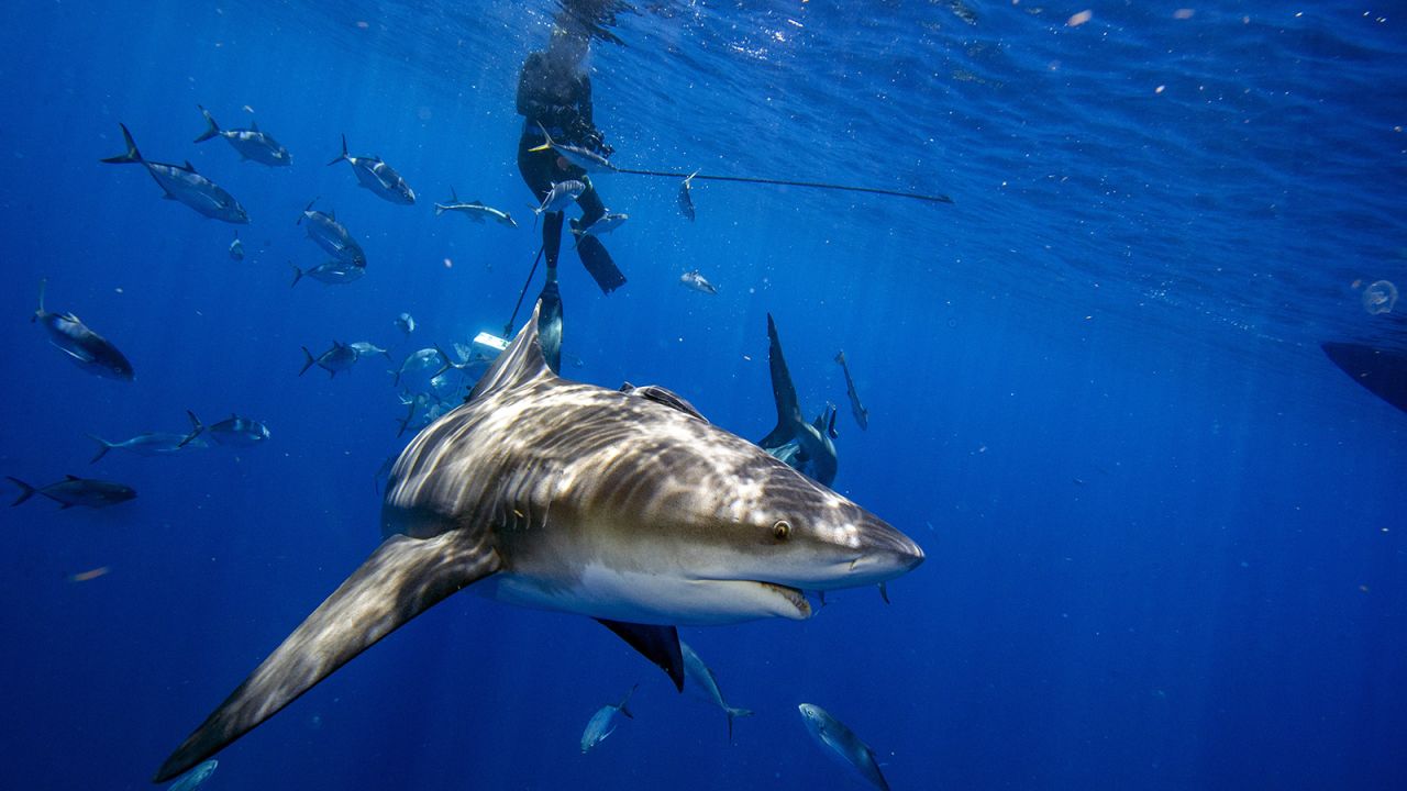 Акула бик се приближава, за да инспектира водолази по време на екотуристическо гмуркане на акула край Юпитер, Флорида, на 5 май 2022 г.