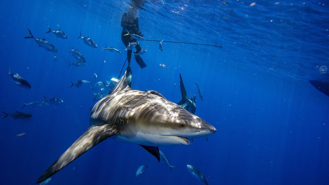 How to survive a shark attack – or better yet, avoid one entirely