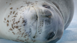 leopard seals patagonia origseriesfilms_00003620.png